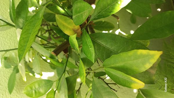 Identificação da planta Limão galego por foto