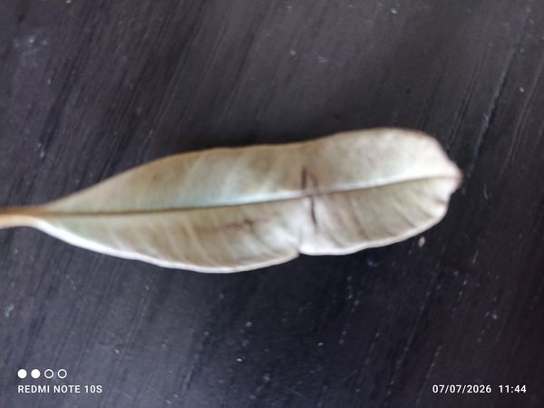 Identificação da planta Abiu-do-Pará por foto