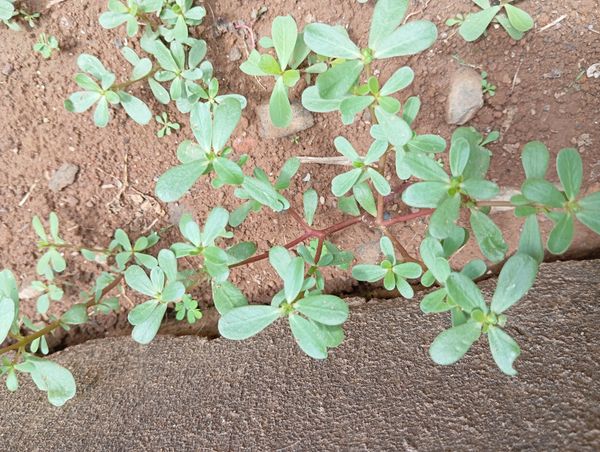 Identificação da planta Portulaca por foto
