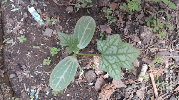 Identificação da planta Bucha por foto