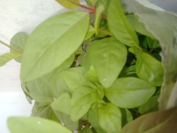 Identificação da planta Sem nome popular conhecido por foto