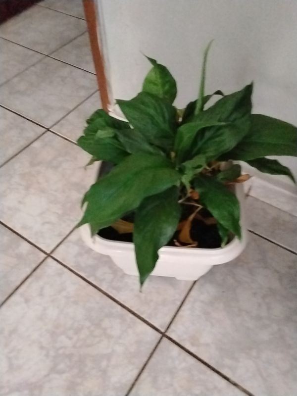 Identificação da planta Como cuida do lirio por foto