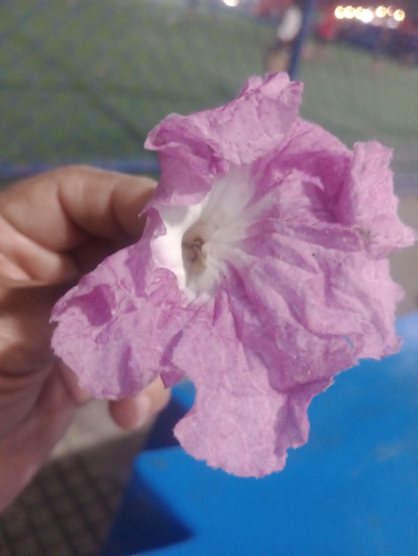 Identificação da planta Ipê Rosa por foto