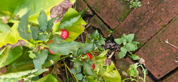 Identificação da planta Malagueta por foto