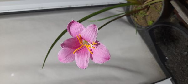 Identificação da planta Lírio-da-chuva por foto