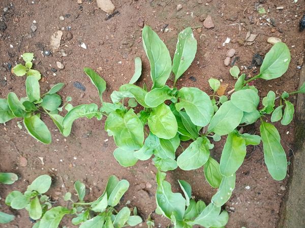 Identificação da planta Espinafre por foto