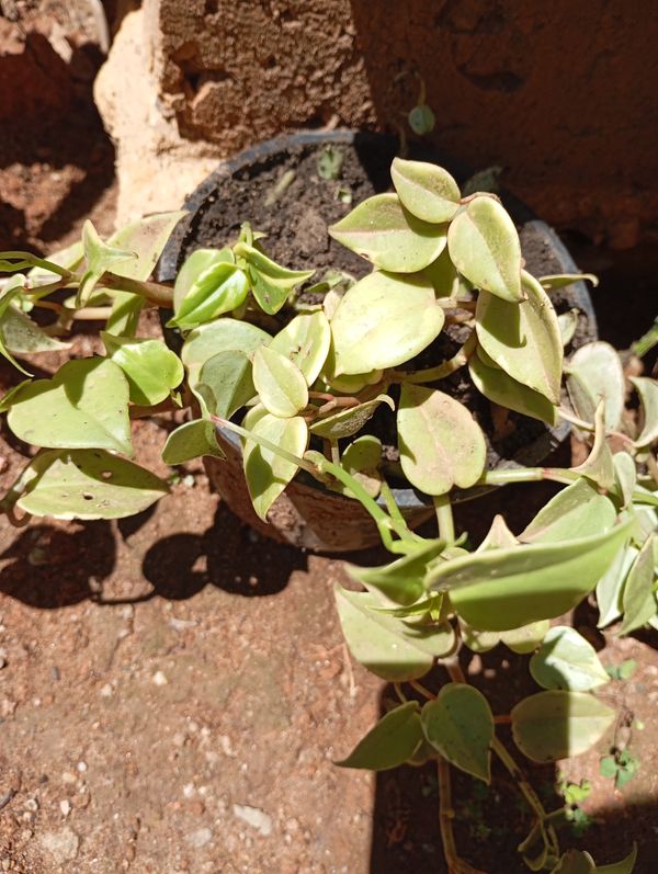Identificação da planta Oriri por foto