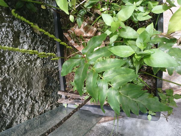 Identificação da planta Samambaia-mineira por foto