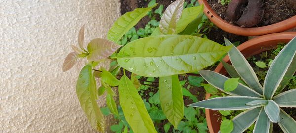 Identificação da planta Abacate por foto
