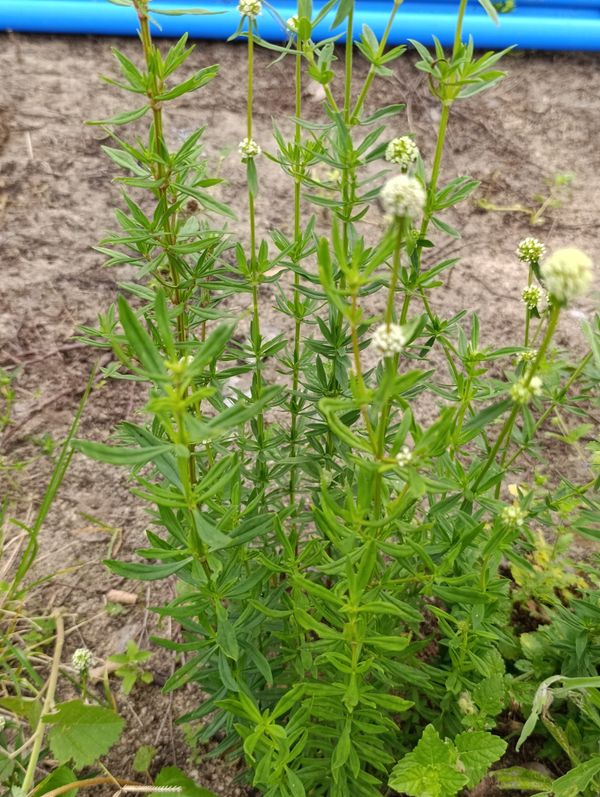 Identificação da planta Vassourinha-de-botão por foto