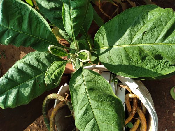 Identificação da planta Fumo-bravo por foto