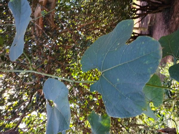 Identificação da planta Não sei por foto