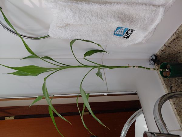 Identificação da planta Bambu da Sorte por foto
