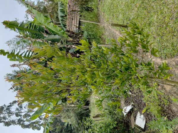 Identificação da planta Cereja-do-rio-grande por foto