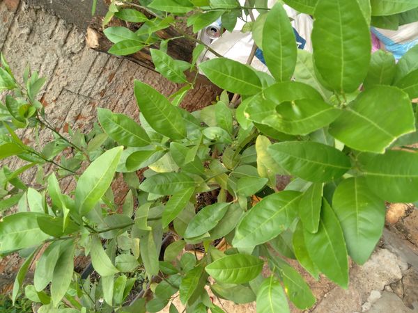 Identificação da planta Limão galego por foto
