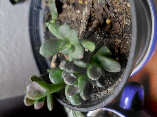 Identificação da planta Planta-jade por foto