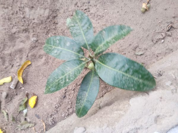 Identificação da planta Manga por foto
