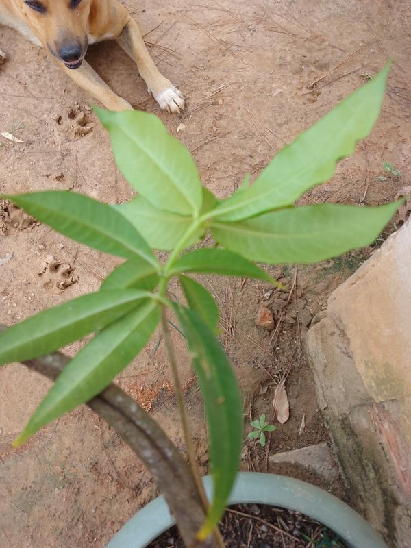 Identificação da planta Alamanda por foto