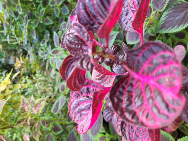 Identificação da planta Bredinho-difuso por foto