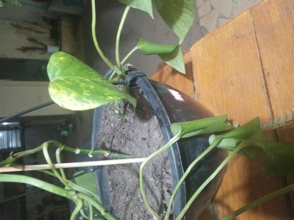 Identificação da planta Jiboia por foto