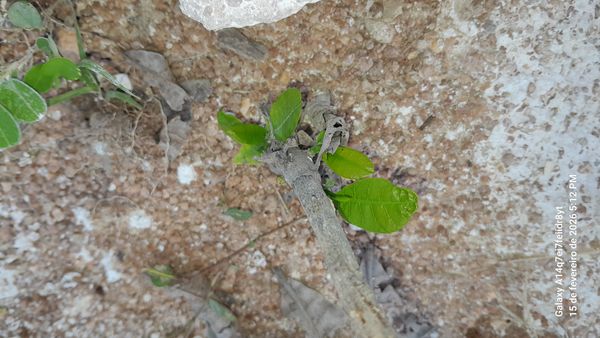 Identificação da planta Sem nome popular no Brasil por foto
