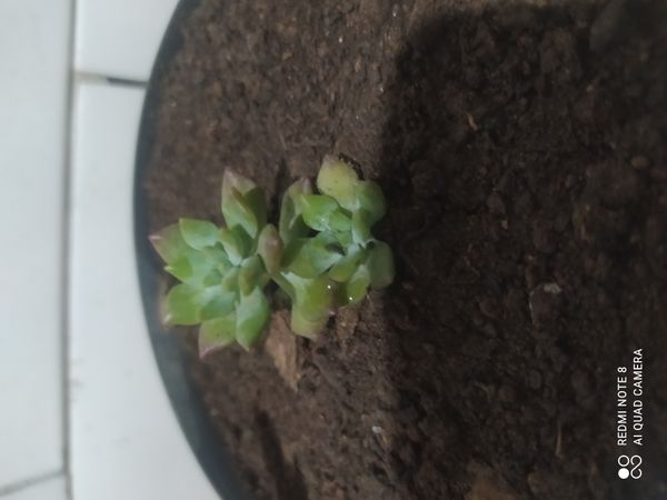 Identificação da planta Sedum rubrotinctum por foto