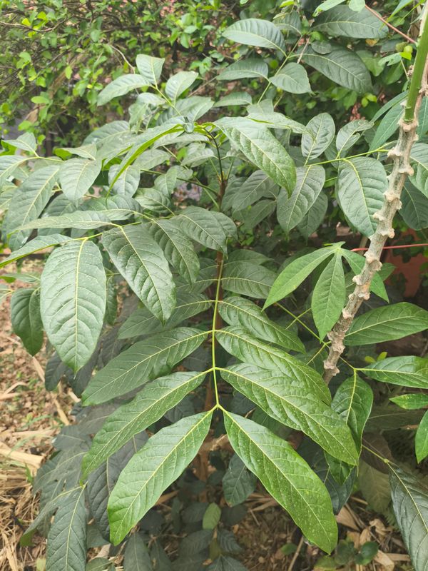 Identificação da planta Mogno por foto