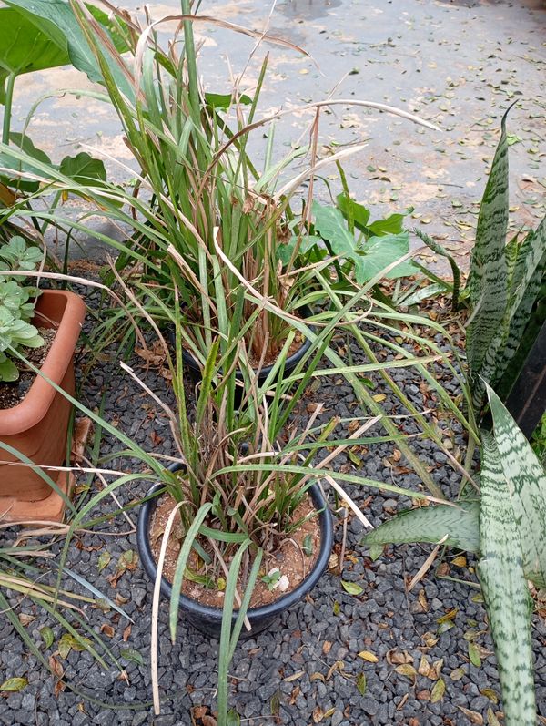 Identificação da planta Capim-limão por foto