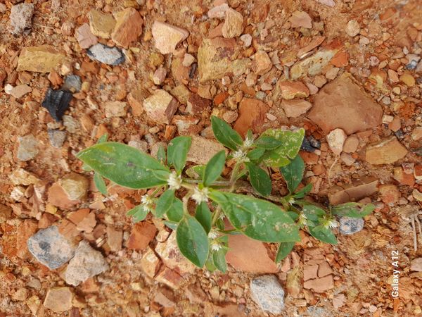 Identificação da planta Piriquito por foto