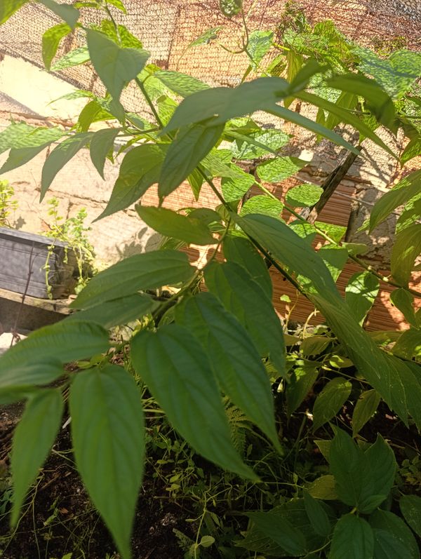 Identificação da planta Pau-pólvora por foto