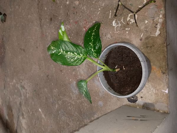 Identificação da planta Comigo ninguém pode por foto