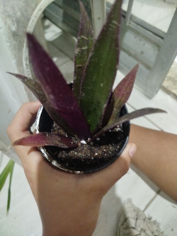 Identificação da planta Abacaxi-roxo por foto