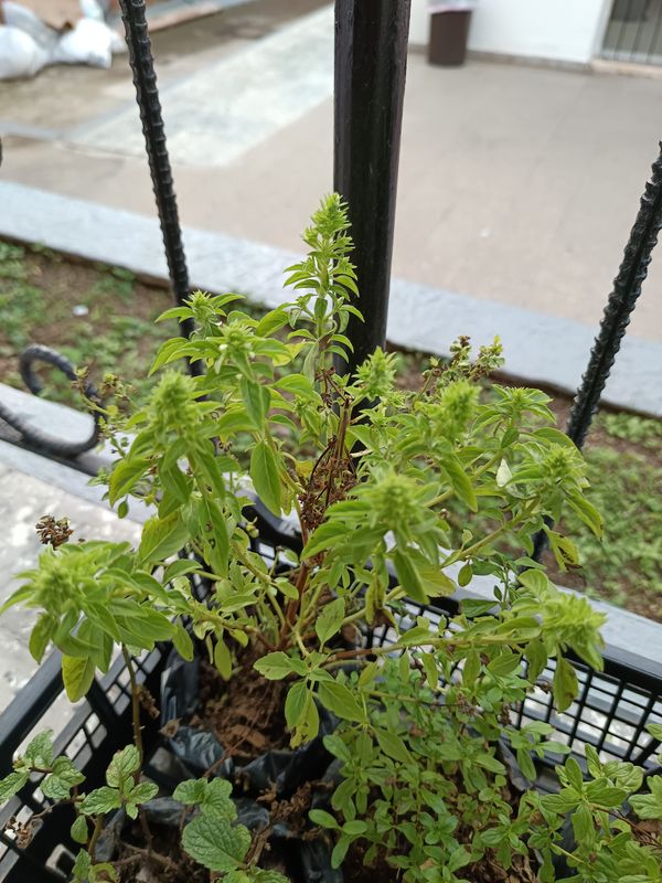 Identificação da planta Manjericão por foto
