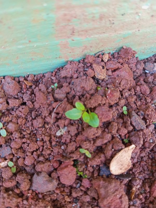 Identificação da planta Sem nome popular registrado por foto