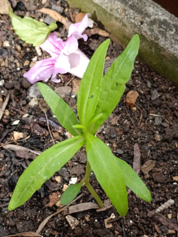 Identificação da planta Maria-sem-vergonha por foto