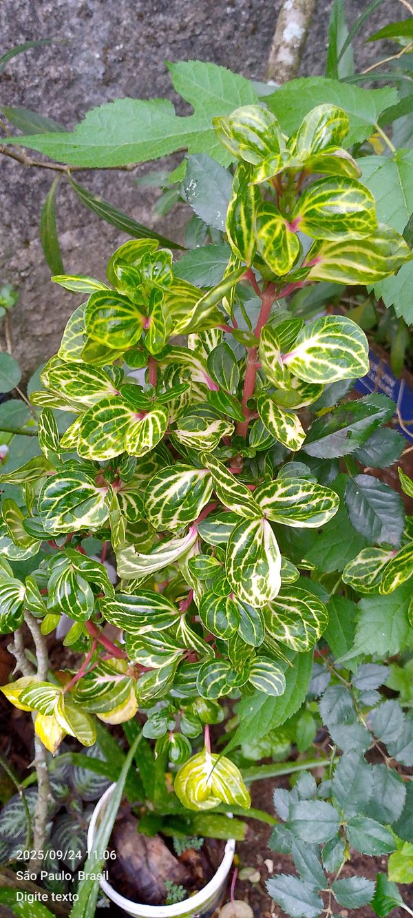 Identificação da planta Bredinho-difuso por foto