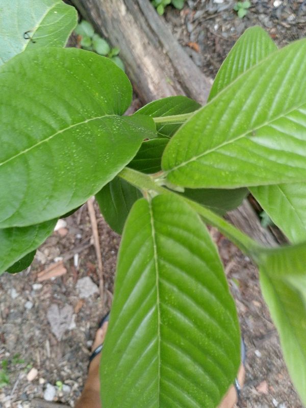 Identificação da planta Goiabeira por foto