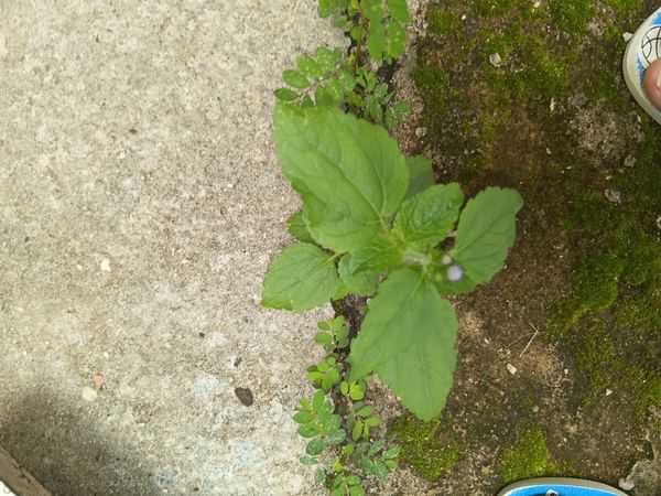 Identificação da planta Mentrasto por foto