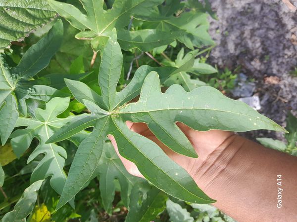 Identificação da planta Mamão por foto