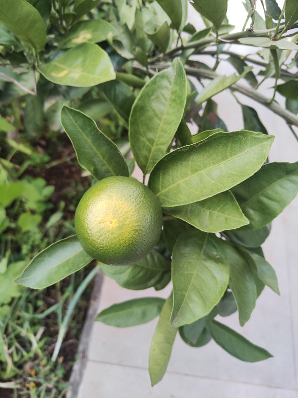 Identificação da planta Mexerica por foto