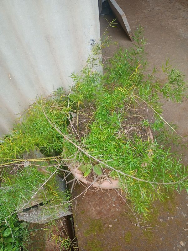 Identificação da planta Alfinete por foto