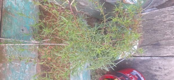 Identificação da planta Catinga-de-bode por foto