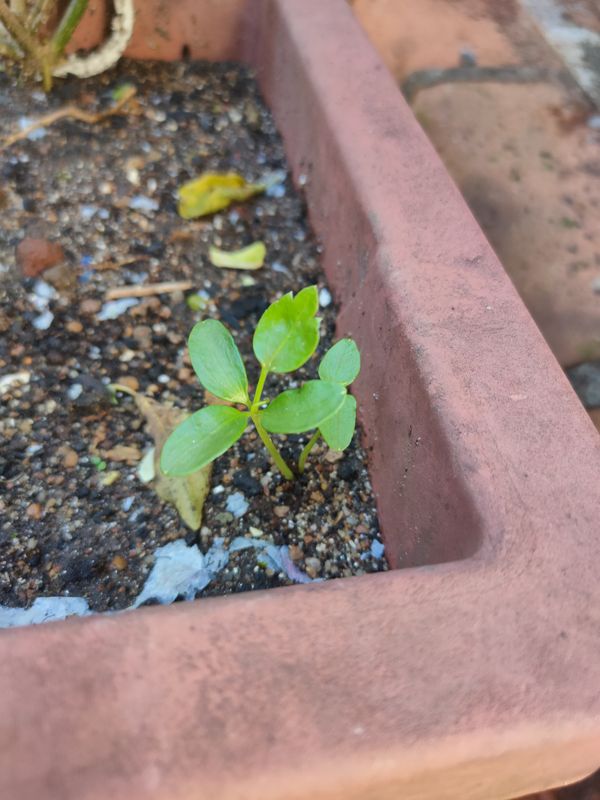 Identificação da planta Aipo-do-monte por foto