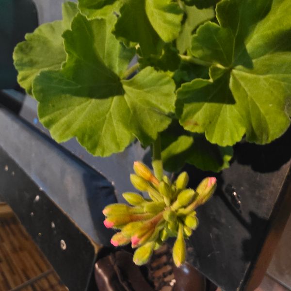 Identificação da planta Gerânio por foto
