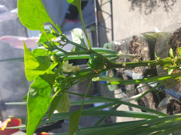 Identificação da planta Pimenta por foto