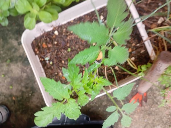 Identificação da planta Tomate cereja por foto