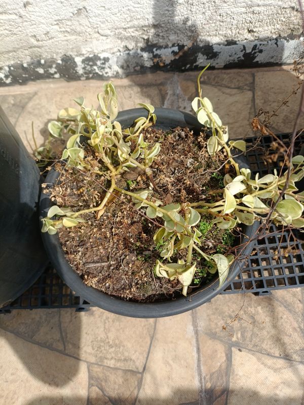 Identificação da planta Oriri por foto