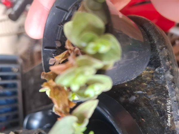 Identificação da planta Tradescantia-nanica por foto
