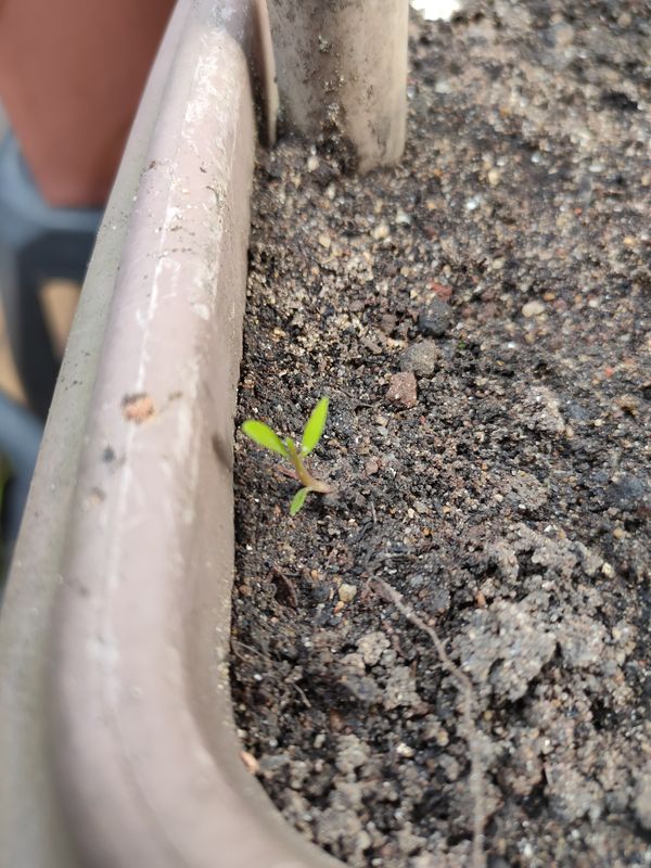 Identificação da planta Lentilha por foto