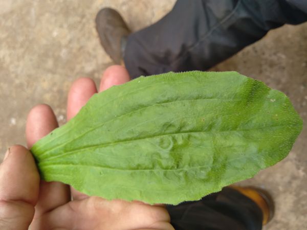 Identificação da planta Tanchagem por foto